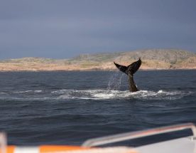 В Мурманске весна: Териберка c морской прогулкой