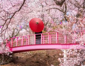 Япония в объятиях сакуры.Premium тур.