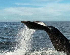 Бриз Баренцева моря: Териберка - морская прогулка