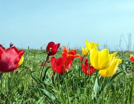 Калмыкия. Тюльпаны степи и буддийская тишина