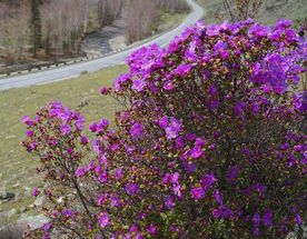 Весенний Алтай. Цветущие горы.