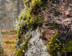 Тур в Светогорск. От дерева в лесу до бумаги в офисе (мини-группа) - 2 дня