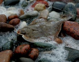 Морская рыбалка во Владивостоке