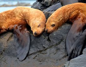 Остров Путятина — бухты, кекуры, морские котики и бескрайнее море