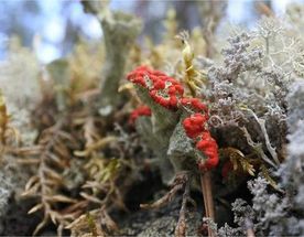 Приморск - Ермиловская бухта - Флотский мыс. Море, которое рядом