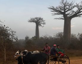 Мадагаскар: Сага о Баобабах и Лемурах - Частный Тур в любую дату от 2х участников