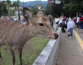 Тур в Японию:  Волшебство Востока!