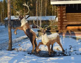Снежная сказка: от Рускеалы до Талвиукко (мини-группа до 6 чел)