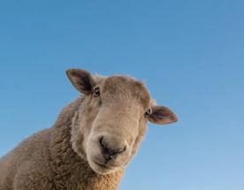 Сердце Дагестан с комфортом. Все включено на 5 дней!