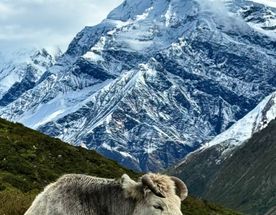 Кольцо Аннапурны и озеро Тиличо один трек, все миры.