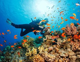 Палау: дайвинг-сафари на Black Pearl