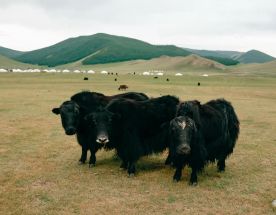 Силой Вечного Неба