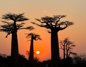 4 Дня Мадагаскар на частном самолёте. Баобабы и лемуры с воздуха и с земли