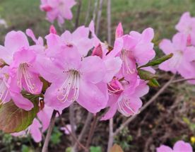 Тур Путешествие на Восток  Находка, море и цветы