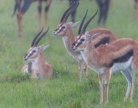 Летающий медовый месяц или юбилей заповедника Лева