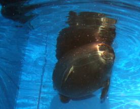 Вся Листвянка за один день. Экспресс-поездка на озеро Байкал.