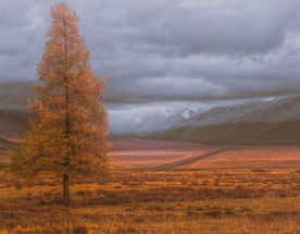 Золотая осень Алтая