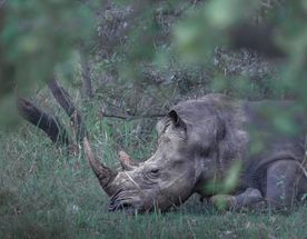 Уганда — настоящая жемчужина Африки