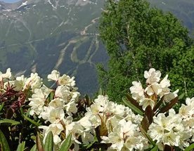 Джип тур к снежным вершинам  Архыза из Ессентуков