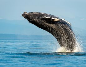 Киты в Юар - продуманный тур с авиабилетами без хаоса и рисков