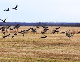 Олония - гусиная столица. Орнитологический тур в Карелию