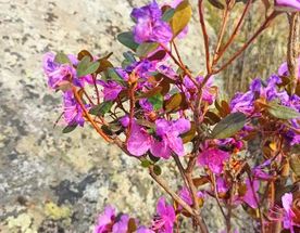 Цветение Маральника