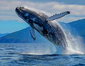 Мексика Галапагосские острова - поцелуи с китами