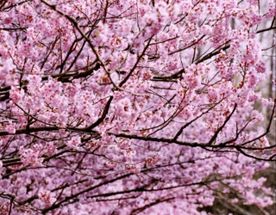 Встречай весну в Восточном Китае: Шанхай, древние деревни, водопады и горы Хуаншань