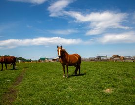 Алтай. Тур-перезагрузка Сиреневая весна.
