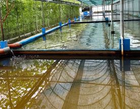 Осетрово-улиточная ферма + царская дегустация!