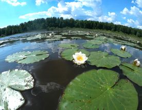 Прозрачное ожерелье. Живой мир рек и озёр Карельского перешейка