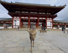 Япония: путешествие в прошлое и будущее