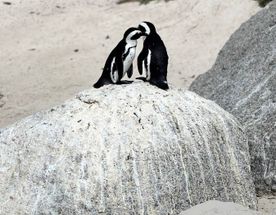 Дорога вдоль океана: Чапменс-Пик, Мыс Доброй Надежды и Пингвины