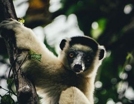 Мадагаскар. Баобабы, лемуры, каменный лес