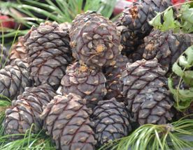 Кедровый Тур: Проводы Северного Лета