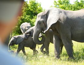 Юар: по дороге садов