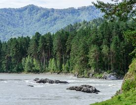 Алтай: цветение маральника