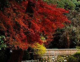 Япония: гастро-тур в сезон красных клёнов