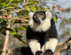 Мадагаскар тур