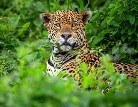 Пантанал. Экспедиция с Алексом Мзунгу от Серрадо до Пантанала