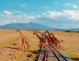 Танзания. Великая миграция - Отель с жирафами - Килиманджаро
