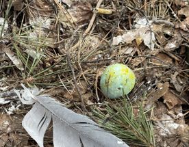 Орнитологический поход в Москворецкий заказник, Воскресенск