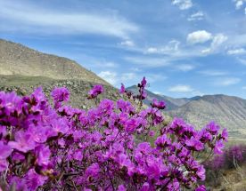 Чуйский тракт: симфония гор, рек и ветров