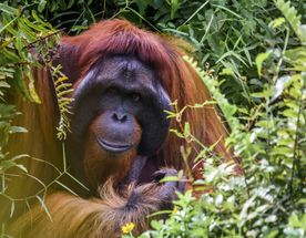 Удивительный Борнео и Бруней