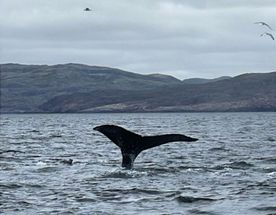Териберка кемпинговая