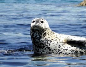 Тур 2 жемчужины залива Петра Великого: ларги, гроты, острова и маяк