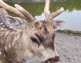 Легенды и Мифы острова Ява
