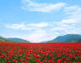 Армения с особым вкусом: 5 дней впечатлений, вина и древней культуры