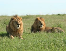 Affordable 4 Days Kenya Safari: Maasai Mara & Lake Nakuru
