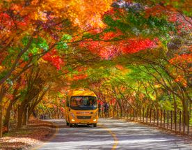 Красные клены и императорские дворцы